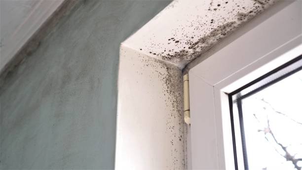 Professional Mold Removal in Sedona, AZ